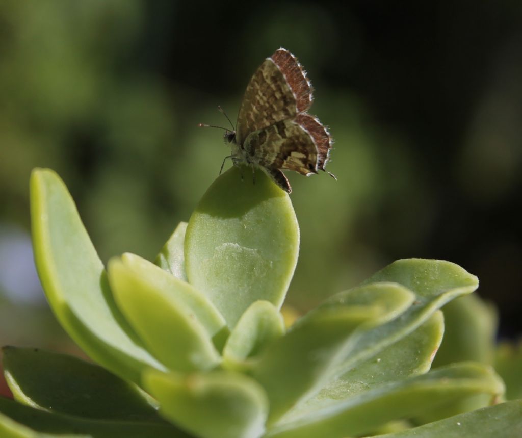 farfalla da identificare - Cacyreus marshalli